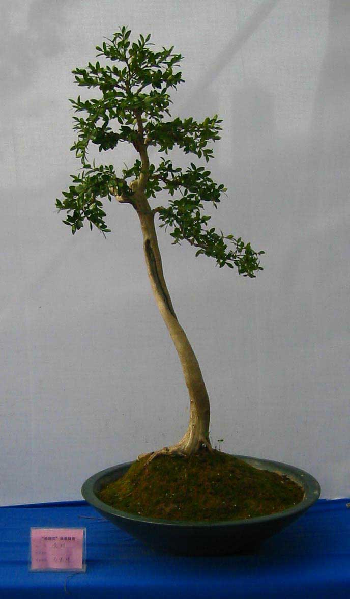 �����辰չ�ϵ�ľ��