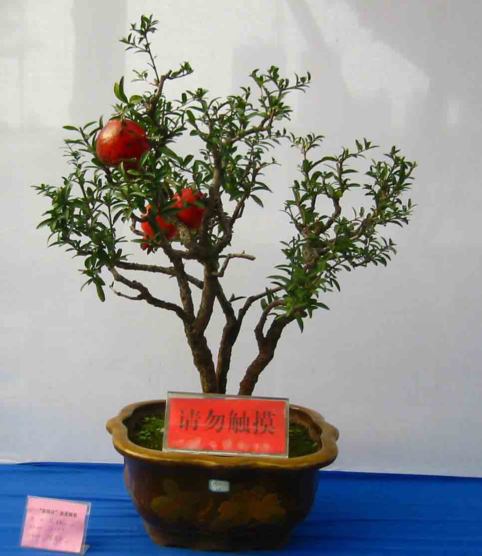 �����辰չ�ϵ�ľ��