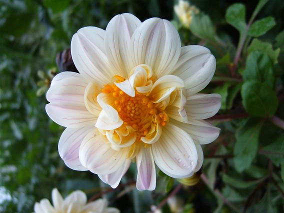 2006��ķ���~(ȫ�����ǿ�����~)