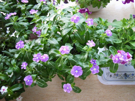 ������Ů����������