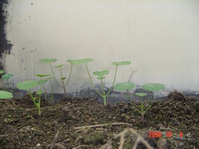 �ɰ��Ľ���