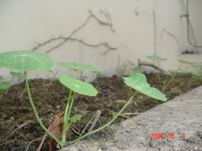 �ɰ��Ľ���