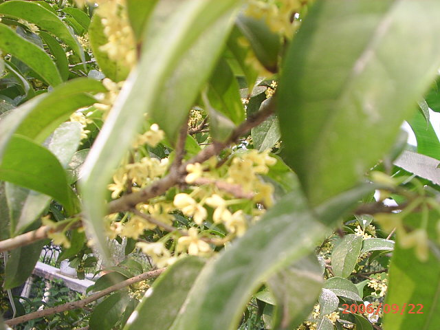 �ҼҴ���Ժ��P3������