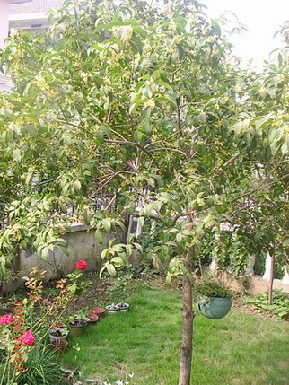 �ҼҴ���Ժ��P3������