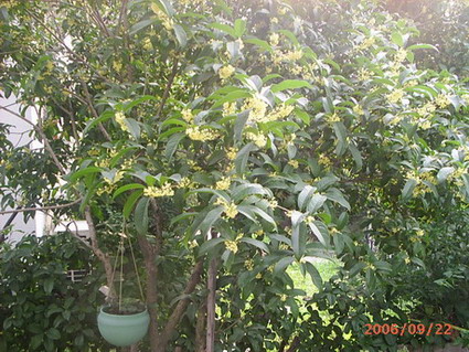 �ҼҴ���Ժ��P3������