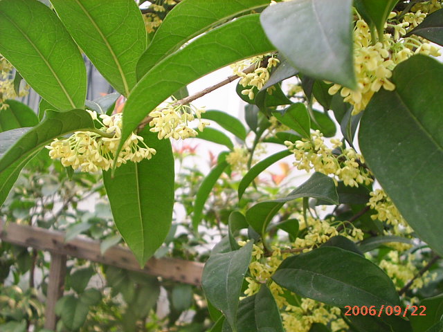 �ҼҴ���Ժ��P3������