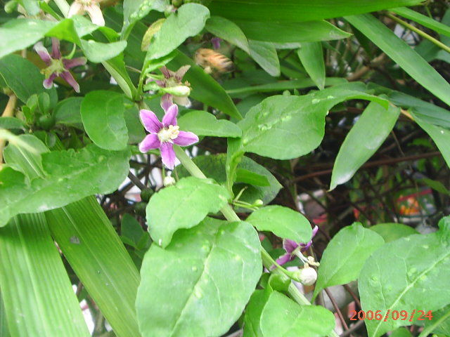 �ҼҴ���Ժ��P3������