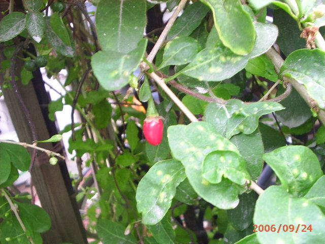 �ҼҴ���Ժ��P3������