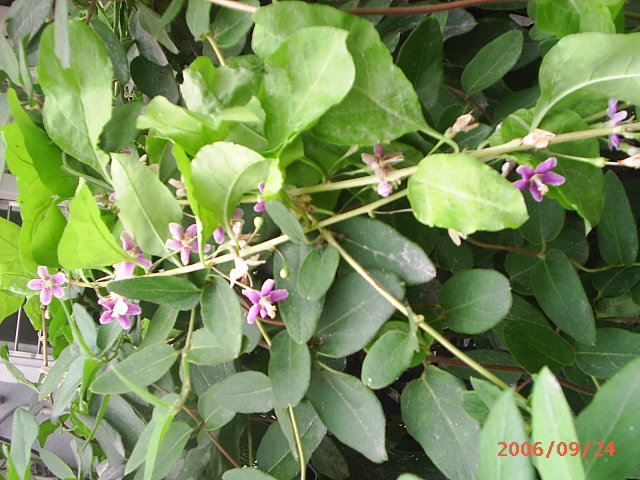 �ҼҴ���Ժ��P3������