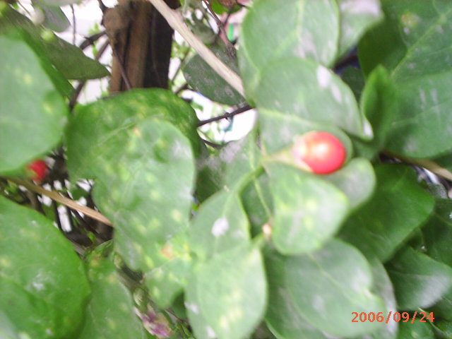 �ҼҴ���Ժ��P3������