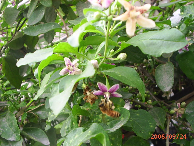 �ҼҴ���Ժ��P3������