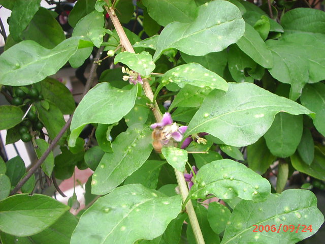 �ҼҴ���Ժ��P3������