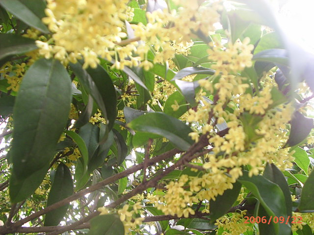 �ҼҴ���Ժ��P4�����׻���