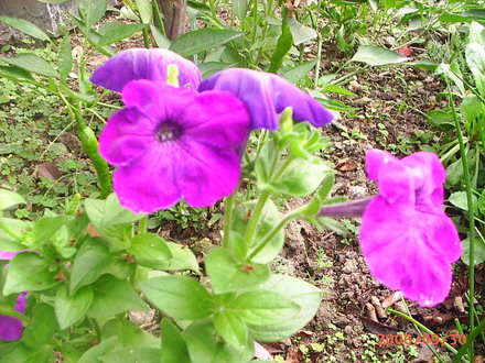 �ҼҴ���Ժ��P4�����׻���