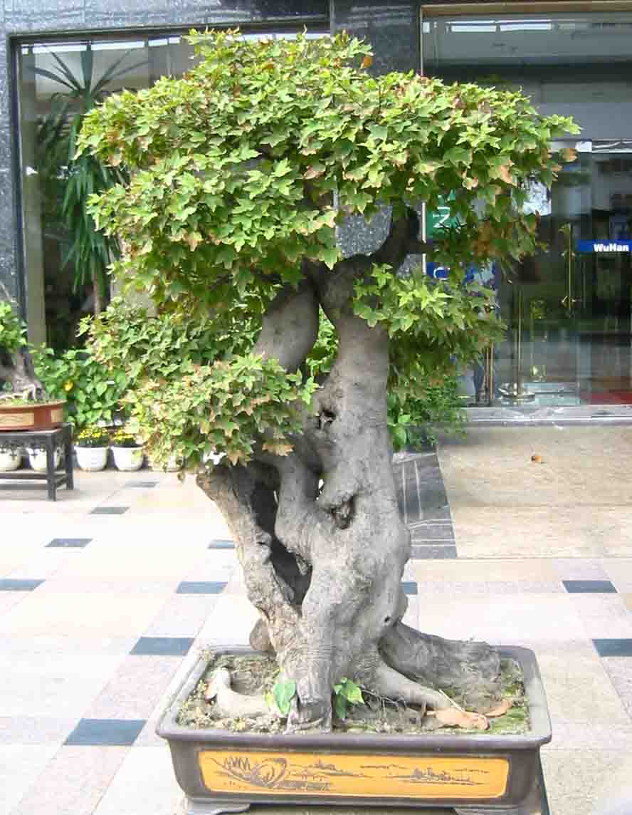 �����辰չ�ϵ�ľ��