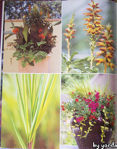[�Ƽ�]Container Gardening �������