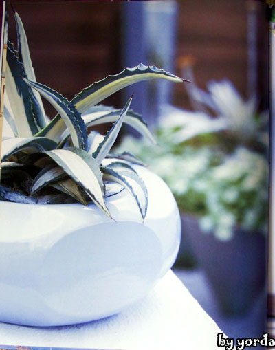 [�Ƽ�]Container Gardening �������