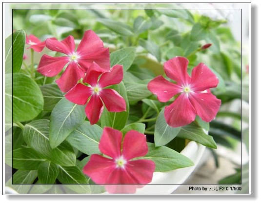 ����ƪ----�¹���������