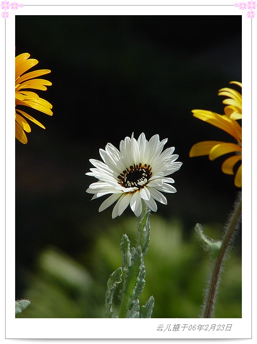 ����ƪ----�¹���������