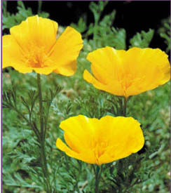 �ÿ��Ļ���