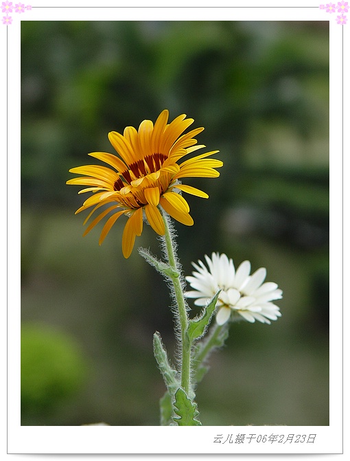 ����ƪ----�¹���������