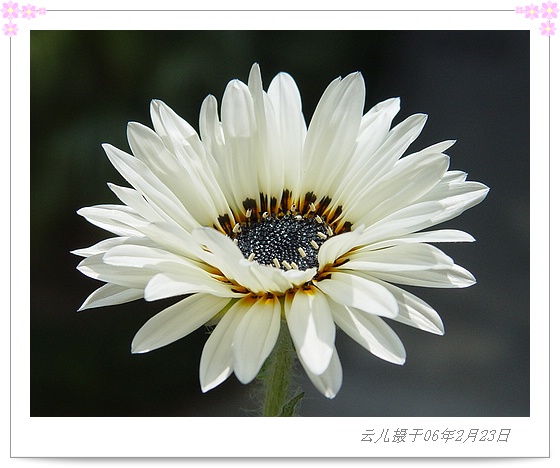 ����ƪ----�¹���������