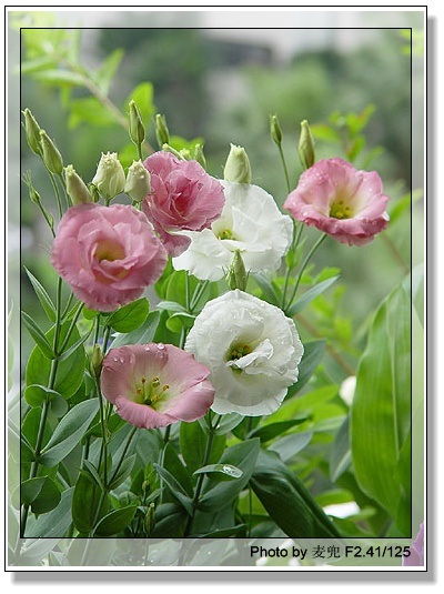 ����ƪ----�¹���������