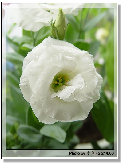 ����ƪ----�¹���������