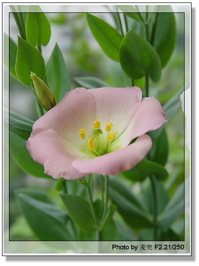 ����ƪ----�¹���������