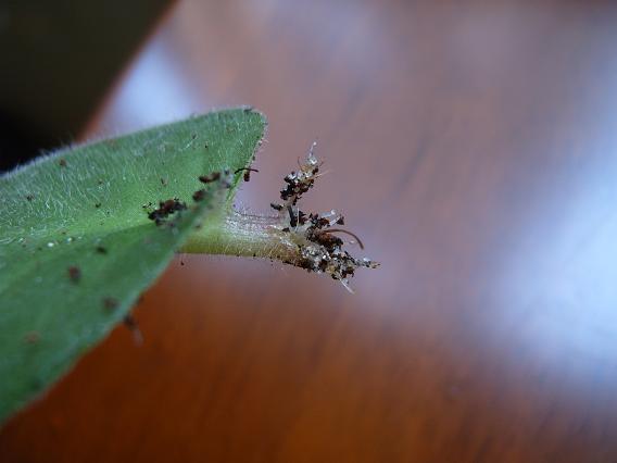 ���ǻ��µ�С������