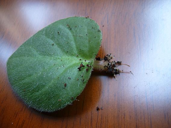 ���ǻ��µ�С������