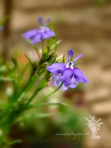 �ÿ��Ļ���