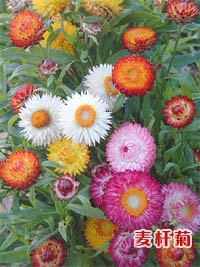 �ÿ��Ļ���