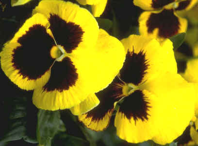 �ÿ��Ļ���