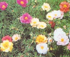 �ÿ��Ļ���