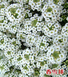 �ÿ��Ļ���