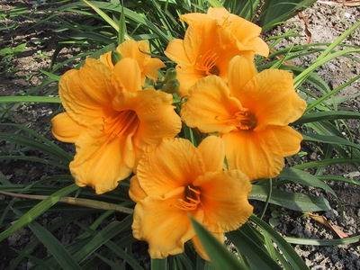 �ÿ��Ļ���