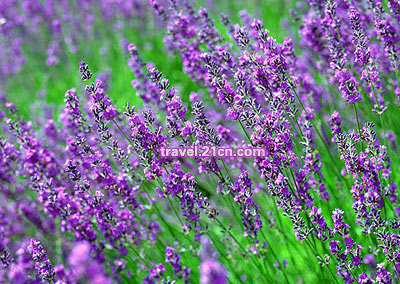 �ÿ��Ļ���