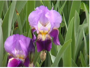 �ÿ��Ļ���