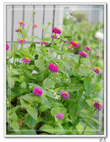 ����ƪ----�¹���������