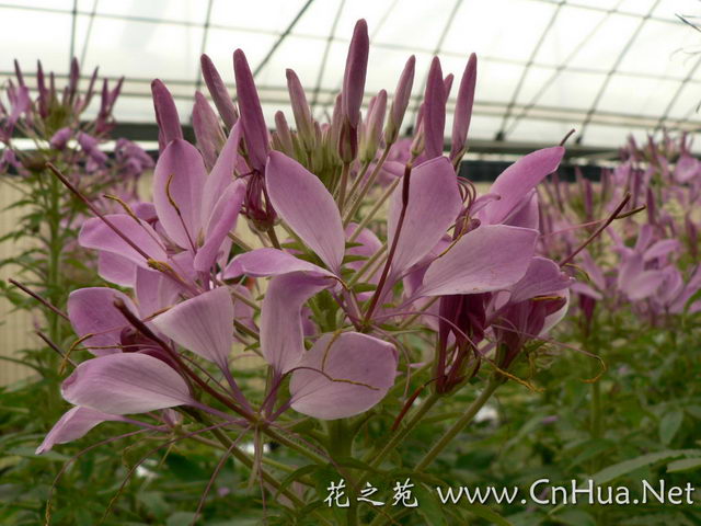 �ÿ��Ļ���