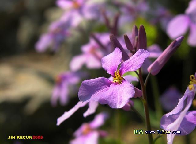 �ÿ��Ļ���