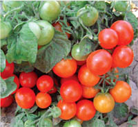 �ÿ��Ļ���