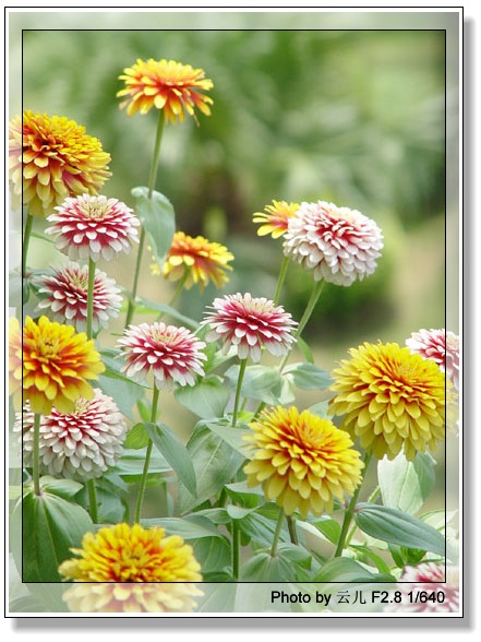 ����ƪ----�¹���������