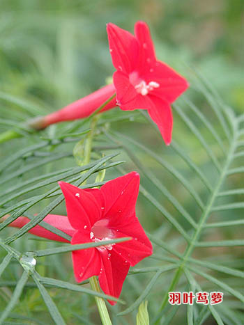 �ÿ��Ļ���