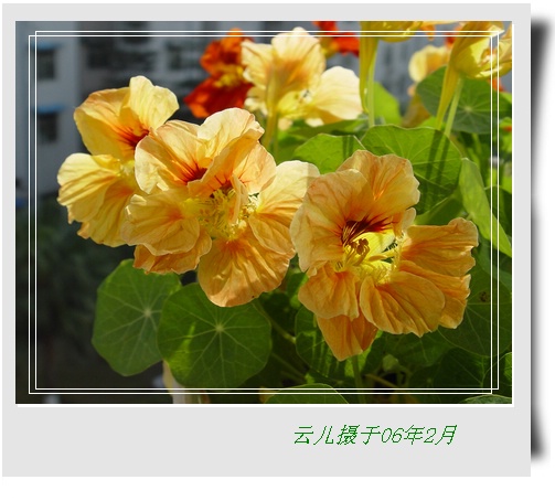 ����ƪ----�¹���������