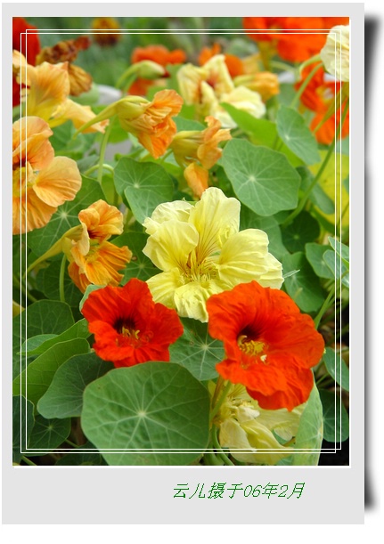 ����ƪ----�¹���������