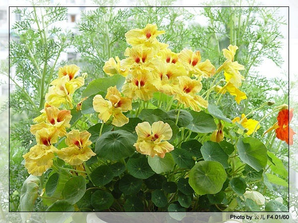 ����ƪ----�¹���������