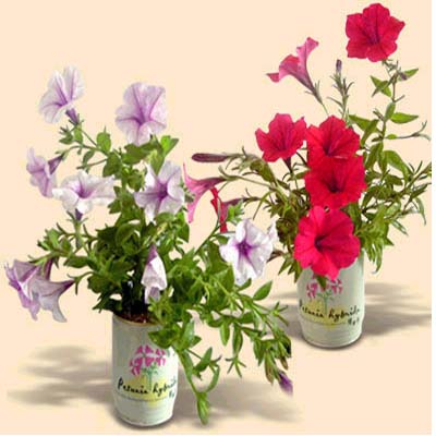 �ÿ��Ļ���