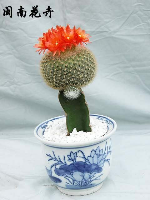 �ÿ��Ļ���